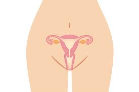 Bei einigen frauen öffnet sich der muttermund innerhalb von wenigen stunden, bei anderen frauen dauert es sogar mehrere tage. Muttermund Das Musst Du Unbedingt Uber Ihn Wissen