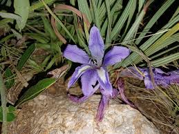 Image result for Babiana bainesii