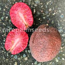 Image result for Nesaea polycephala