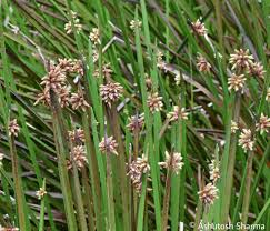Image result for Schoenoplectiella mucronata