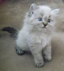 Reign Beautiful Seal Lynx Point Kitten Long Hair Non Standard Napoleon Napoleon Cat Cat Love Dwarf Cat