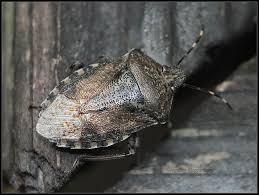 The Bug By Ingelore Brown Marmorated Stink Bug Bugs Stink Bugs