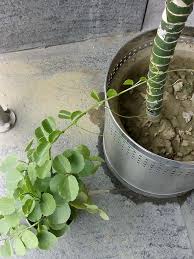 Image result for Bridelia mollis