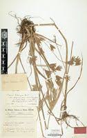 Image result for Cyperus zollingeri
