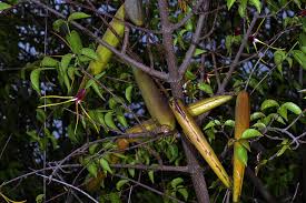Image result for Strophanthus amboensis