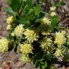 Image result for Nidorella ivifolia