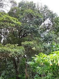 Image result for Scolopia