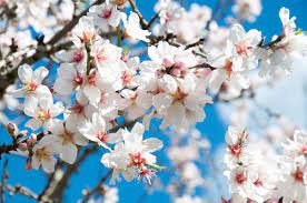 It was marked as public domain or cc0 and is free to use. My Almond Tree Won T Bloom Why Are There No Almond Blossoms This