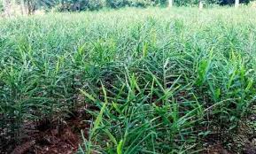 Bunga ini merupakan tanaman asli dari wilayah mediterania timur, tepatnya dari sicily ke crete. Klasifikasi Dan Morfologi Tanaman Jahe Ilmu Pertanian