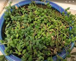 Water string of pearls are very sensitive to overwatering, so make sure that you give them just enough water. Why Is My String Of Pearls Plant Dying And How To Save It Succulent Plant Care