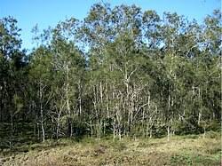 Image result for Casuarina littoralis