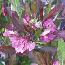 Image result for Dodonaea