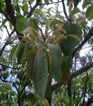 Image result for Terminalia brachystemma