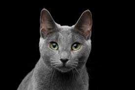 Vieles spricht dafür, denn sie soll in der 2. Zuchter 1 Dekzv