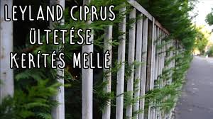 A leyland ciprus széles kúp alakú nagyon gyors növekedésű örökzöld fenyő, sövényfenyő x cupressocyparis leylandii, leylandi ciprus leírás, ültetési távolság, öntözés, leylandi sövény metszése. Leyland Ciprus Ultetese Kerites Melle Youtube