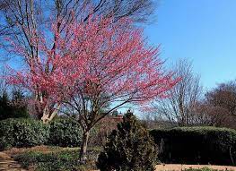 Read on to learn more about japanese apricot trees. Prunus Mume Japanese Apricot North Carolina Extension Gardener Plant Toolbox