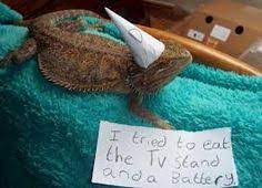 36 Bearded Dragon Ideas Bearded Dragon Bearded Dragon Care Bearded Dragon Cute