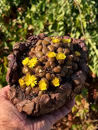 Image result for Kedrostis nana