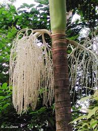 Image result for Archontophoenix alexandrae