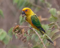Corner and edge wear to dust j isbn 9780701800246 item price $ Sulphur Breasted Parakeet Aratinga Maculata Birds Of The World Parakeet Breeds Species