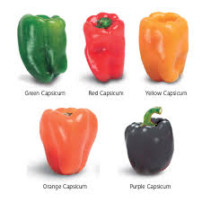 Image result for Capsicum