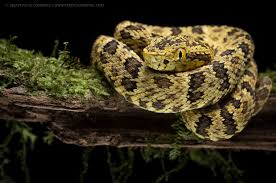 Image result for Bothrops punctatus