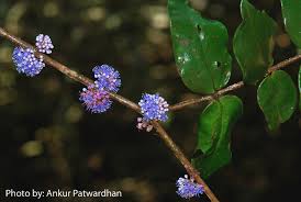 Image result for Memecylon myrianthum