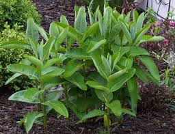 Image result for Asclepias schumanniana
