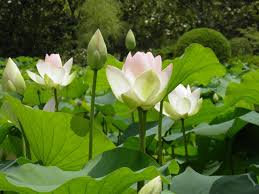 View interior and exterior paint colors and color palettes. Wallpaper White Lotus Green Leaves 1920x1440 Hd Picture Image