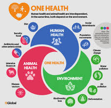 Over 20 years of experience has led to a deep understanding of the complex requirements of the insurance industry. One Health Una Sola Salud One Health Multimedia Isglobal