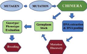 6 a tilling chart for gene function analysis and developing