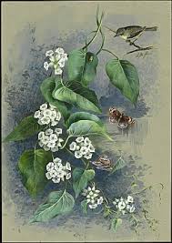 Image result for Lepistemon owariensis
