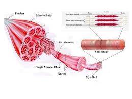 Muscles move body parts by contracting and then relaxing. How Muscles Contract