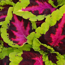 Image result for Coleus guerkei