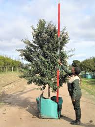 Image result for Tarchonanthus camphoratus