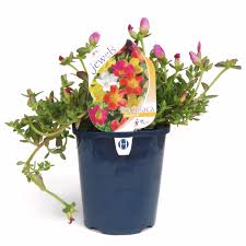 Purslane (portulaca oleracea) is a common annual plant that thrives in warm, dry climates. 150mm Portulaca Portulaca Grandiflora Garden Jewels Range Bunnings Australia