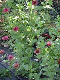 We did not find results for: Plantfiles Pictures Zinnia Queen Red Lime Zinnia Elegans By Dicentra63