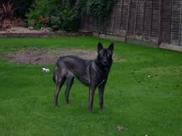 Black Tamaskan Dog International Tamaskan Forum View Topic The Black Grey Tamaskan Tamaskan Dog Dogs Northern Inuit Dog