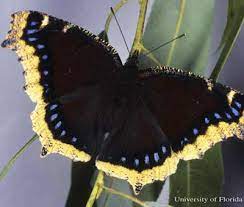 They'll even overwinter under stucco on buildings. Mourning Cloak Nymphalis Antiopa Linnaeus