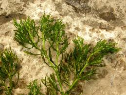 Image result for Najadaceae