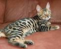 Pictures and Facts About Bengal Cats and Kittens