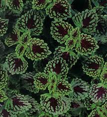Image result for Coleus zombensis