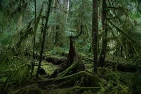 We did not find results for: Big Money Bought Oregon S Forests Small Timber Communities Are Paying The Price Opb