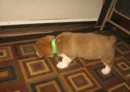 Find corgi puppies for sale with pictures from reputable corgi breeders. Pembroke Welsh Corgi Puppies For Sale Colorado Springs Co 144217