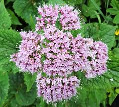Image result for Valeriana