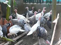0821 3453 6124 Jual Bibit Ayam Kalkun Di Belitang Ii Ogan Komering Ulu Timur Sumatera Selatan