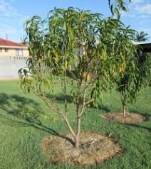 Buy florida prince peach trees at best price plants. Buy Flordaprince Peach Grafted Fruit Trees Prunus Persica