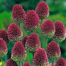 Purpurroter Gartenlauch Online Kaufen Bei Gartner Potschke Pflanzen Blumenzwiebeln Pflanzen Graser Im Garten