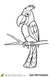 Perroquet Recherche Google Coloriage Perroquet Image Perroquet Dessin Oiseau