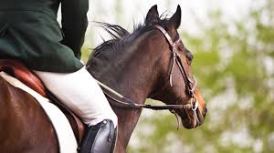 The cost of equine insurance with blue bridle is dependent on several factors, including age, value, and use of a horse. Us Equine Liability Insurance